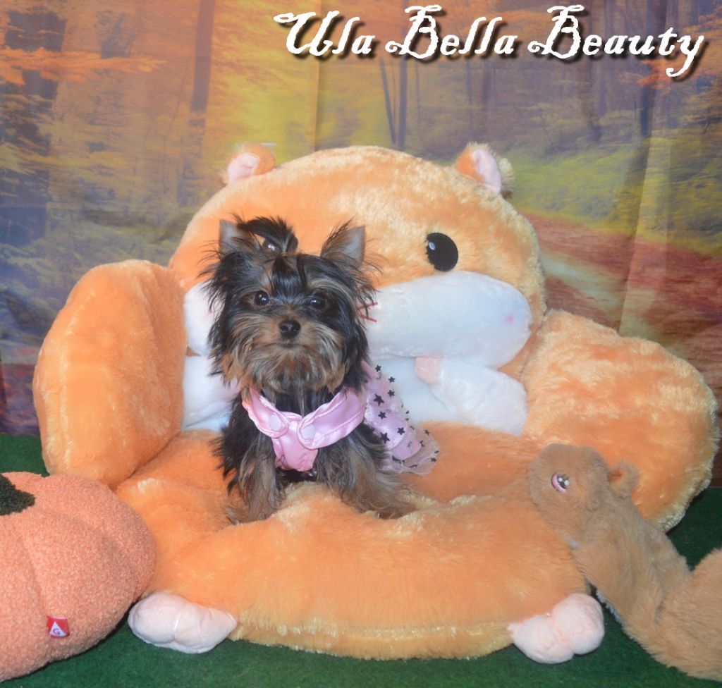 Patricia Maesano - Chiot disponible  - Yorkshire Terrier