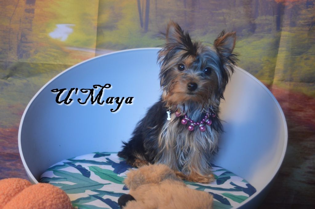 Patricia Maesano - Chiot disponible  - Yorkshire Terrier