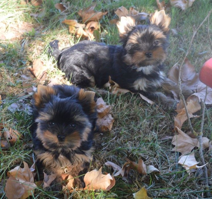 chiot Yorkshire Terrier Patricia Maesano