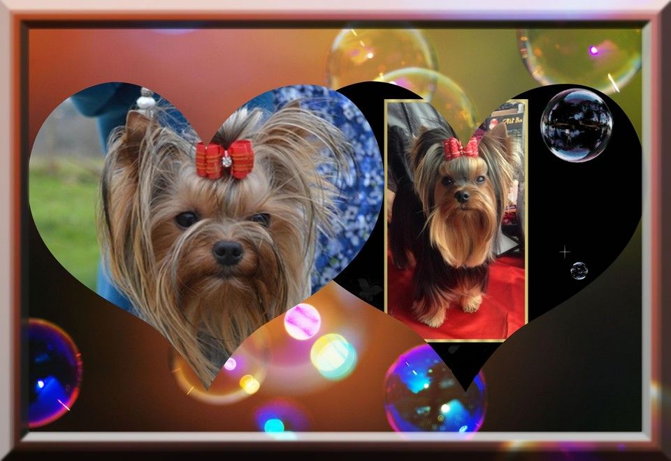chiot Yorkshire Terrier Patricia Maesano